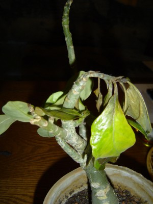 Adenium krank,Jan. 2012.jpg