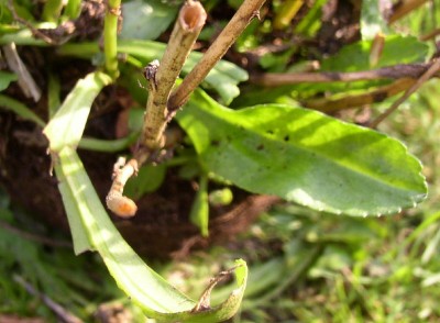 P8200032_01.jpg