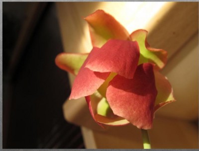 Blüte.JPG