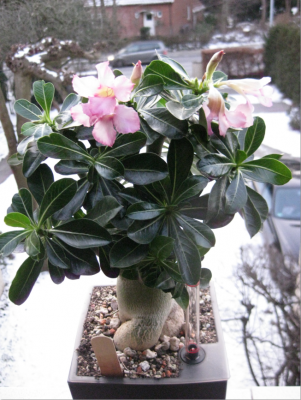 Wüsti vom 31.01.2012.png