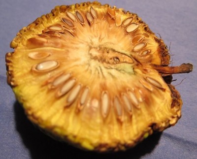 Frucht 04.jpg