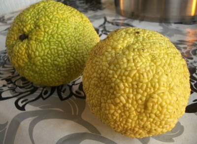 Frucht 03.jpg