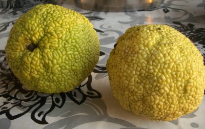 Frucht 02.jpg