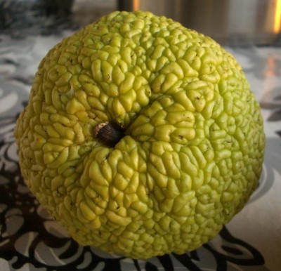 Frucht 01.jpg
