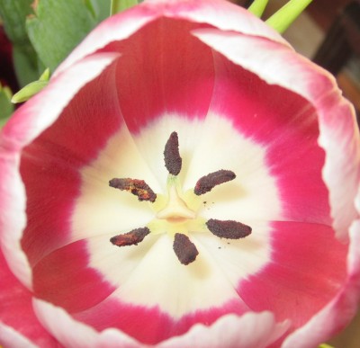 Bild green24 3 252.jpg