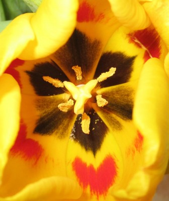 Bild green24 3 251.jpg