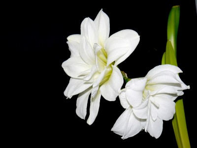 Hippeastrum Alfresco (Amaryllis).jpg