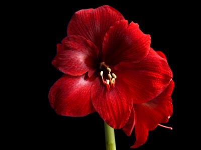 Hippeastrum Dynamite (Amaryllis).jpg