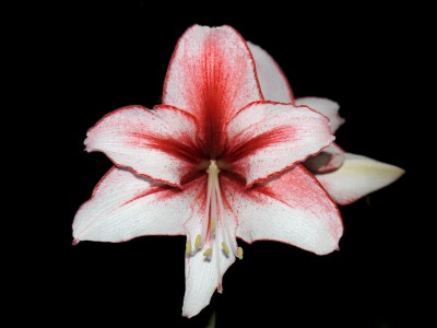 Hippeastrum Charisma (Amaryllis).jpg