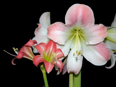 Hippeastrum Apple Blossom und Cupido 2 (Amaryllis).jpg
