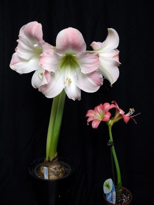 Hippeastrum Apple Blossom und Cupido (Amaryllis).jpg