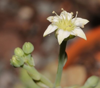 Graptopetalum mendozae 2010-205 (2a).jpg
