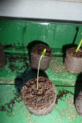 P. Capsularis.JPG