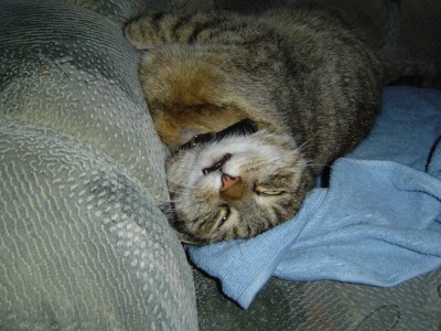 Kitty.jpg