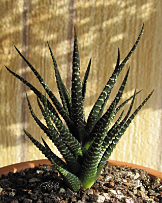 gila_haworthia_02.png