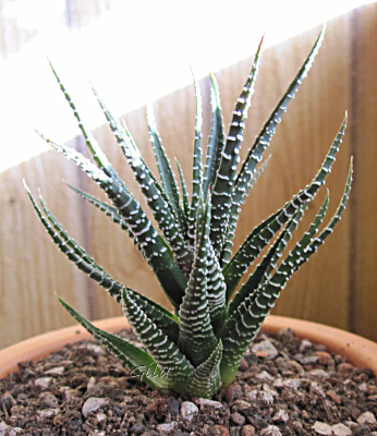 gila_haworthia_01.png