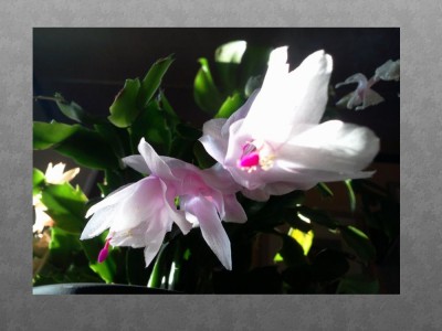 Blüte_kaktus.JPG
