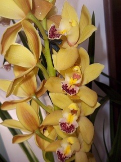 orchi gelb.jpg