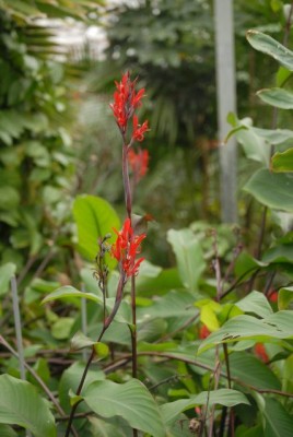 Canna107yy.jpg