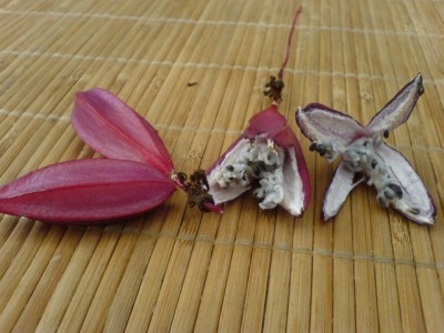 Passis und Pollenklößchensammler 031.jpg