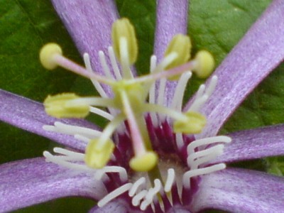 Passis und Pollenklößchensammler 051.jpg