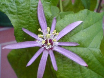 Passis und Pollenklößchensammler 048.jpg