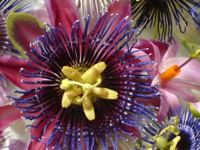 Passis und Pollenklößchensammler 026.jpg