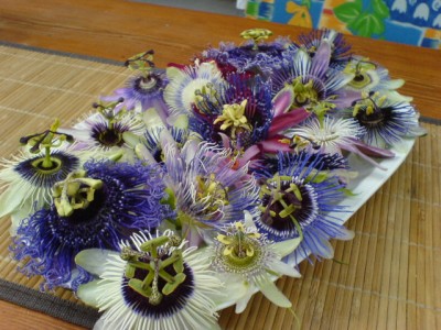 Passis und Pollenklößchensammler 061.jpg