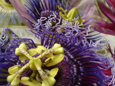 Passis und Pollenklößchensammler 007.jpg