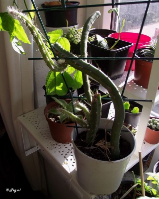 Selenicereus grandiflorus.jpg