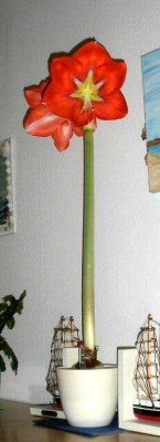 Ritterstern.jpg
