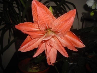 IMGP2506.JPG