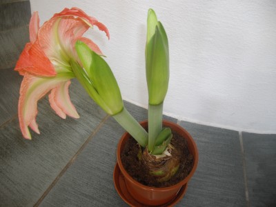 IMGP2510.JPG