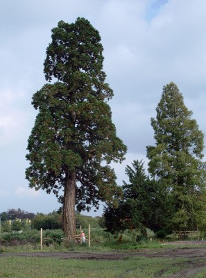 sequoia_hesse.jpg
