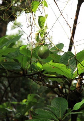 edulis.JPG