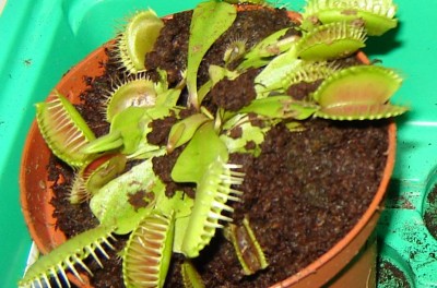 fleischis2.JPG