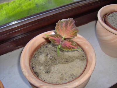 Hpim0118.jpg