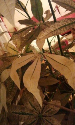IMG_20120206_175201.jpg