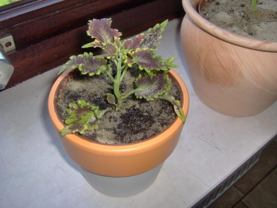 Hpim0117.jpg