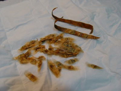 DSC00404-klein.jpg