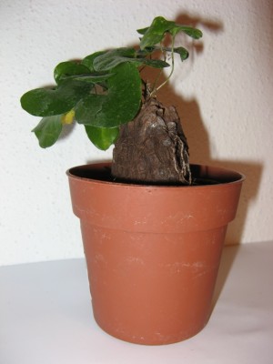 Dioscorea elephantipes 2.JPG