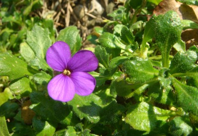 Blaukissen Aubrieta-Hybride.jpg