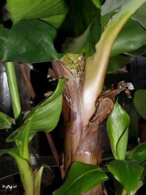 Musa-Mama Stamm.jpg