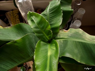 Musa-Mama Krone.jpg