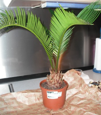 Cycas2.jpg
