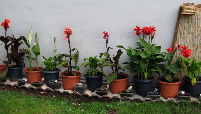 f Die Canna II (3)bearbeitet.jpg