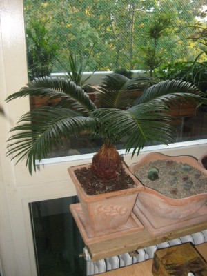 Cycas Revoluta.jpg