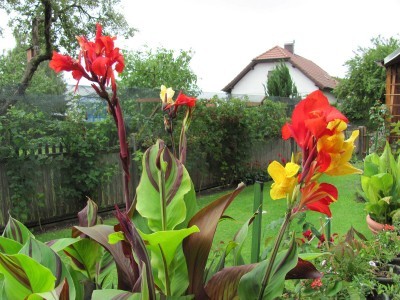 canna3.jpg