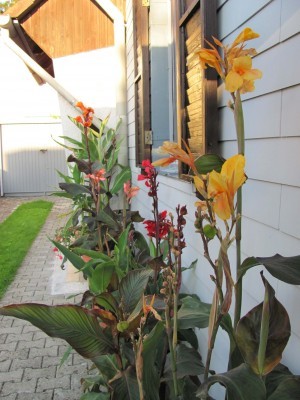 canna2.jpg