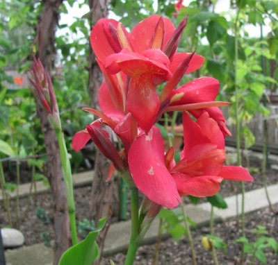 canna1.jpg